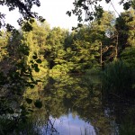 Waldsee, Lehnheim bei Grünberg